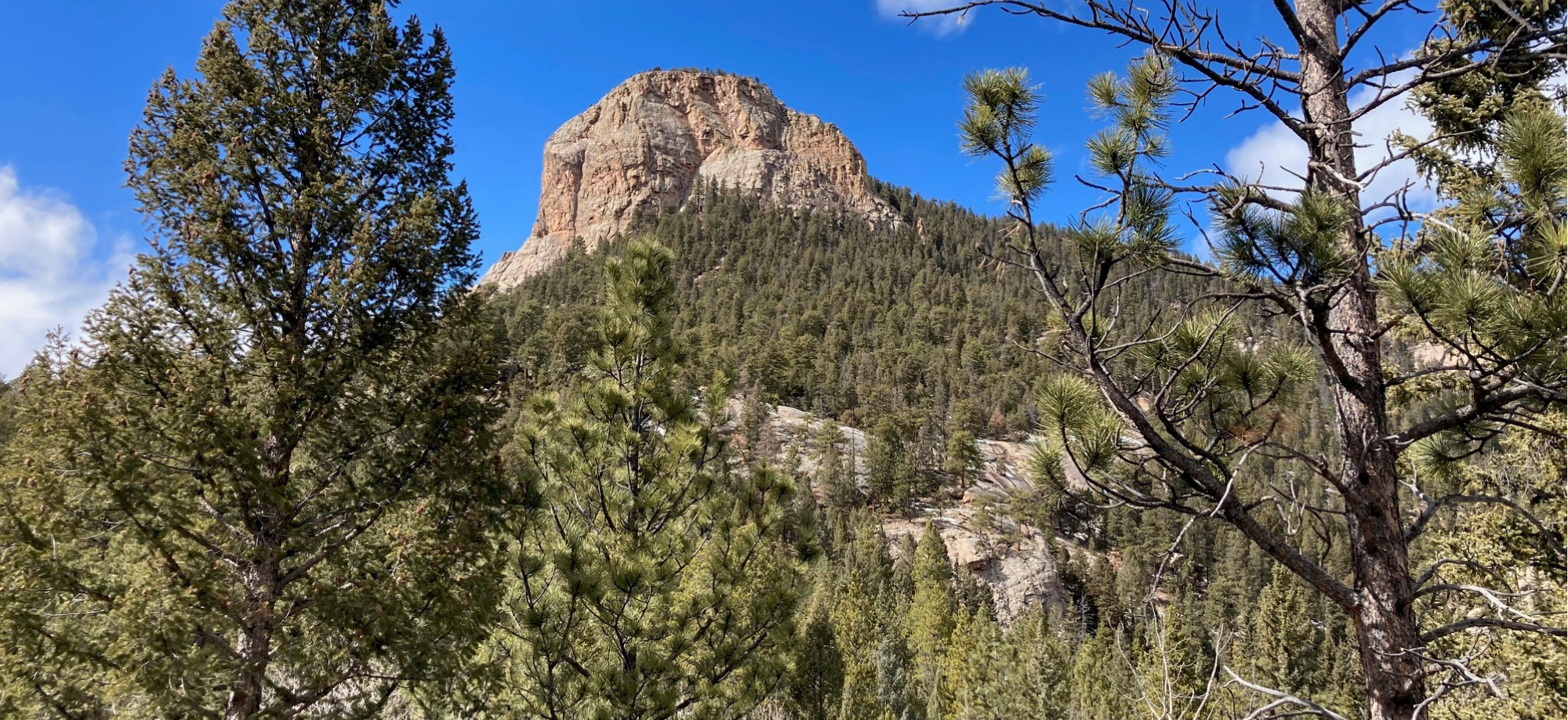Lions Head Mountain Pine Beetle Map