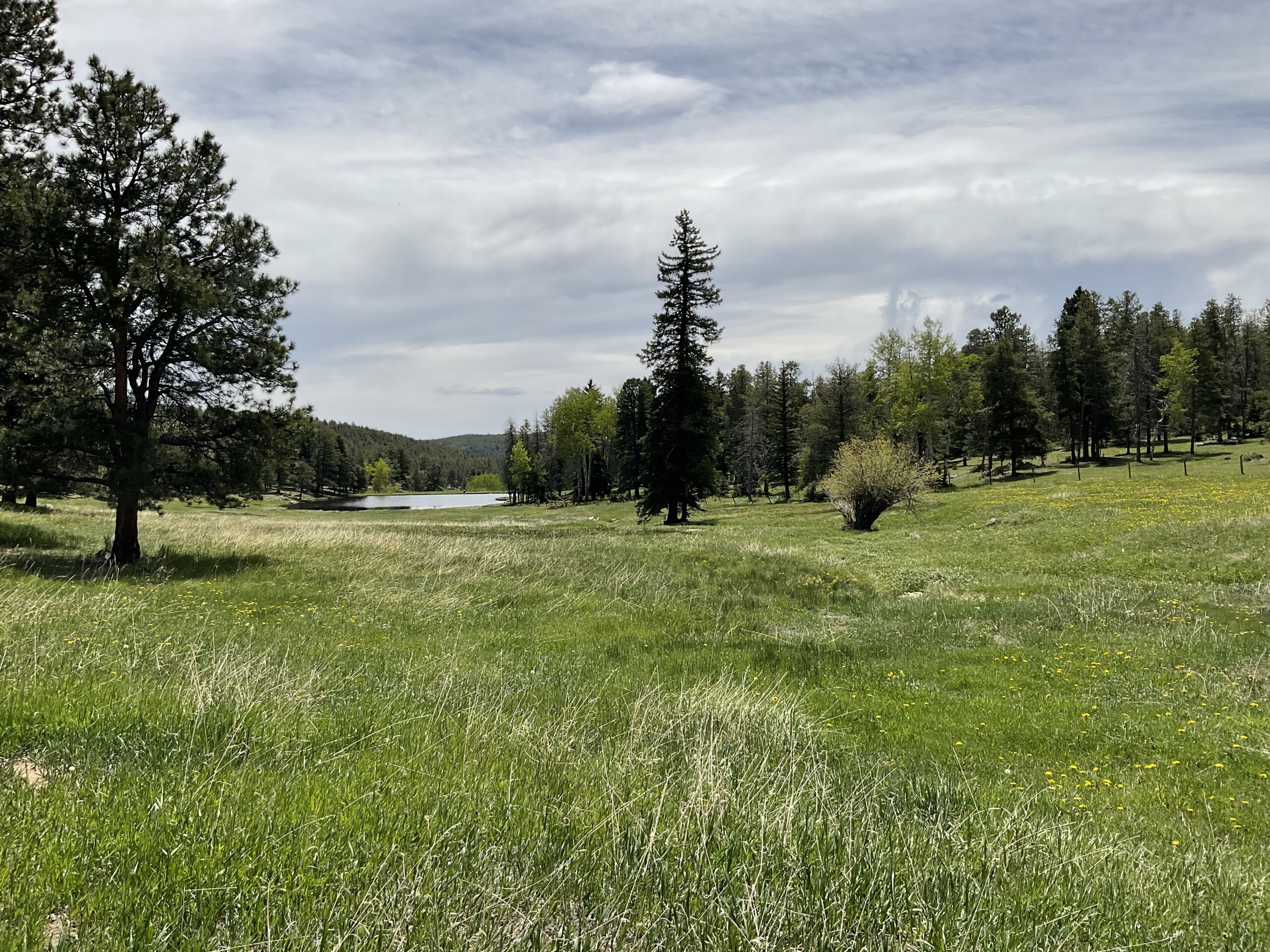 PP20 Mountain Pine Beetle Map